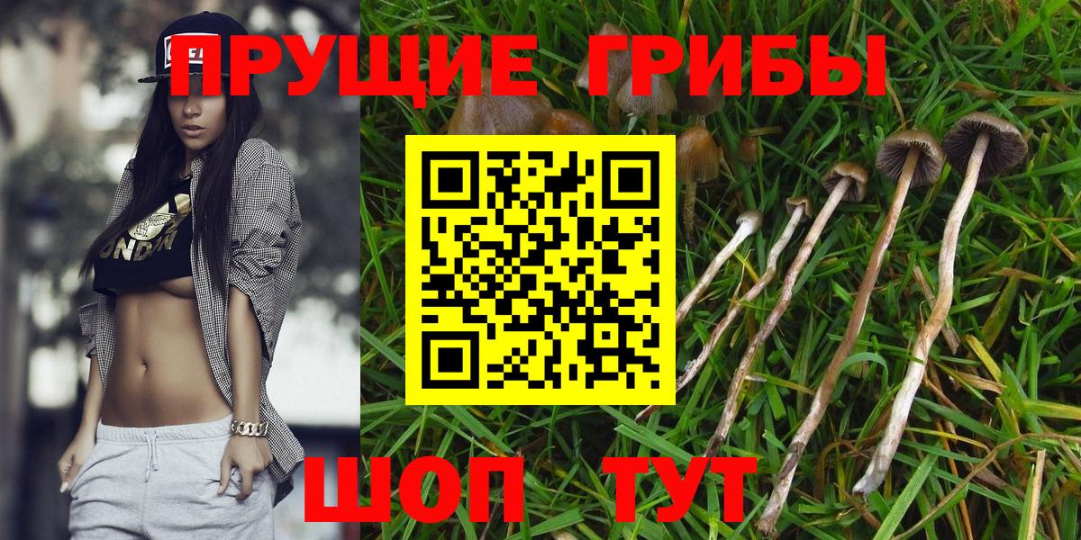 Озёрск  Псилоцибиновые грибы Psilocybe  Вход с VPN 